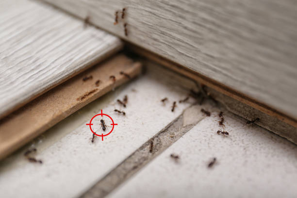 Trusted Deerwood, TX Pest Control Experts