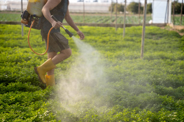 Best Pest Removal Services  in Deerwood, TX
