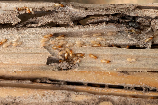 Best Pest Control Treatment  in Deerwood, TX