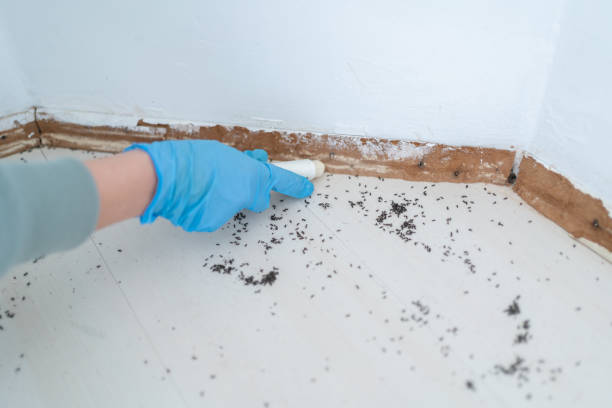 Best Rat Extermination Near Me  in Deerwood, TX